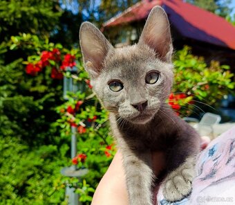 Luxusní Blue Smoke Melanistic Bengálský kocourek/kotě s PP - 17