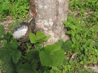 Celomasivní dřevěná podlaha HEVEA - 599,- Kč/ m2 - 17