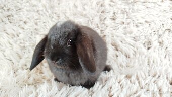Zakrslý beránek, králíček, králík - ELLA - 17