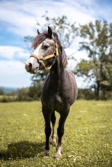 Český sportovní pony valach - 17