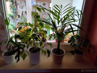 Pokojové rostliny - 17