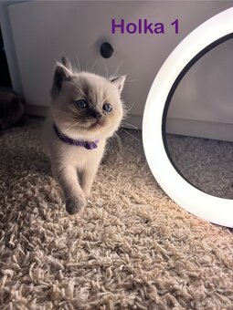 Britská koťata. - 17