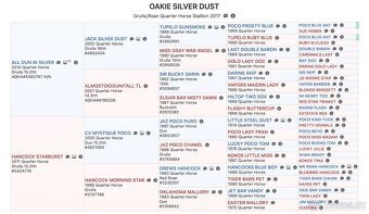 3v1 - březí klisna po grullo roan + silver chamagne hřebeček - 17