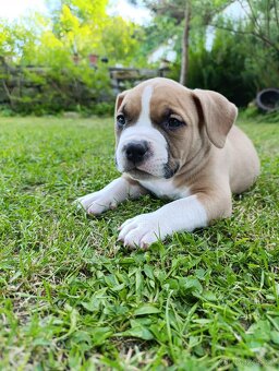 American Bully - (mini)Pocket s PP (AKBC), - 17