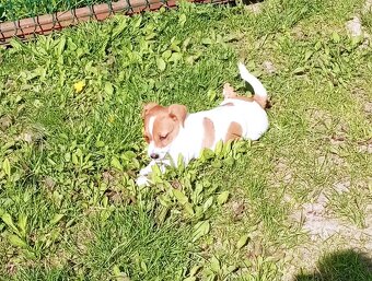 Jack russell terier krásný pejsek - 17
