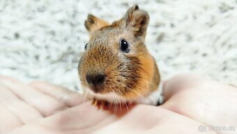 Morče, Morčata, Morčátko Morčátka - JACOB A JAMES - 17