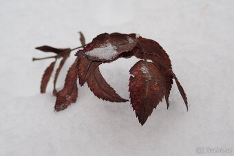 Olympus Tough TG-5 + bohaté příslušenství - 17