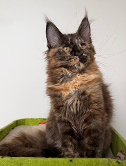 Mainská mývalí koťátka s PP - 17