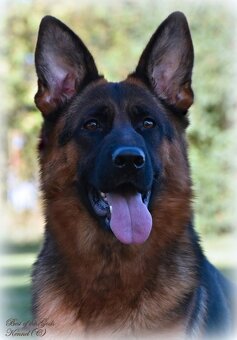 Německý Ovčák - štěňata - 17