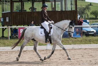 Starokladrubský valach na prodej - 17