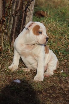 Americký stafordšírský teriér s PP pejsek SPIRIT - 17