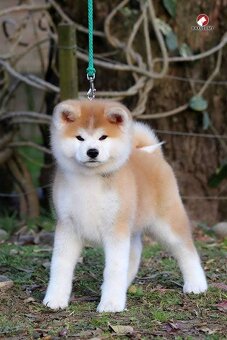 Akita inu - 17