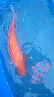 Koi kapr - 17
