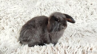 Zakrslý beránek, králíček, králík - CRISTIAN - 17