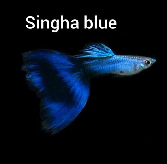 Guppy farma Senohraby - 17