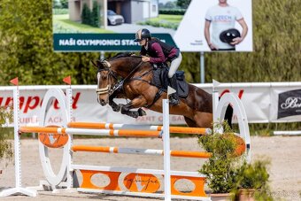 Prodej či výměna sportovní kobyly - 17