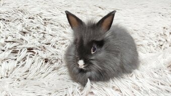 Zakrslý králík, králíček - HOLLY - 17