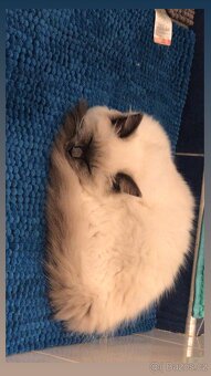 Hledám dočasnou péči pro Ragdoll kočičku - 17