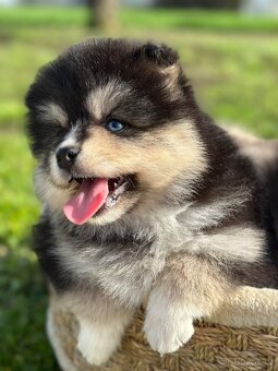 Pomsky / Pomeranian / Husky - 17