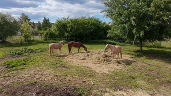 USTÁJENÍ 35 min od Prahy v malé rodinné stáji - 17