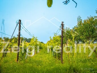 Prodej, Svatobořice-Mistřín, sad/vinice 3501m2 - 17