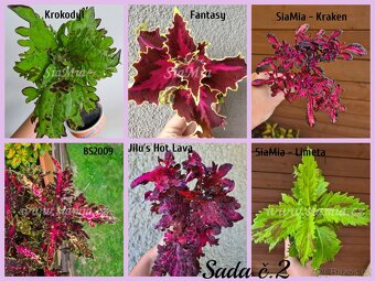 Africké okrasné kopřivy COLEUS SEMENA - 17