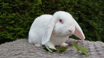 Zakrslý beránek, králíček, králík - WILLIAM - 17