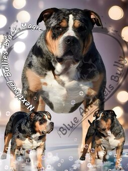 American Bully XL / XXL - 17