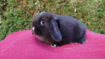 Zakrslý beránek, králíček, králík - DENIS - 17