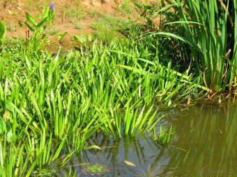 vodní rostliny bahenní rostliny - 17