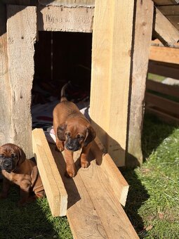 Bavorský barvář - 17