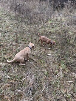 Americký stafordsirsky terier, Stafford, amstaf - 17