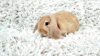 Zakrslý beránek, králíček, králík - JAYDEN - 17