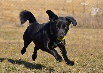 Kříženec Dasty hledá domov - 17
