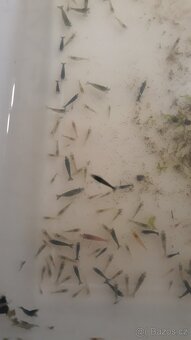 Axolotl mexický - 17