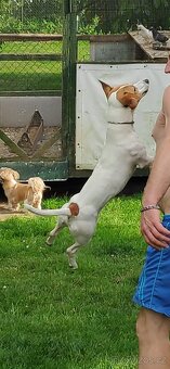 Štěnata Jack Russel Teriér - 17