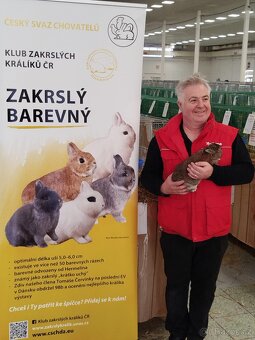 Mláďata zakrslých králíčků přímo od chovatele - 17