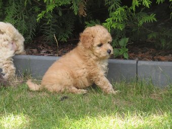 Maltipoo štěňátka - 17
