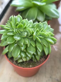 Sukulenty a kaktusy - 17