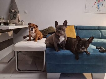 Anglický bulldog s PP na KRYTIE, Buldok, Buldog - 17