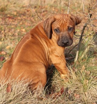 Rhodéský ridgeback - 17