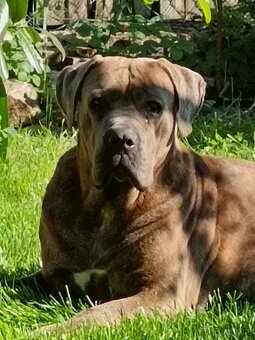Cane Corso štěňata - 17