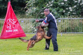 Německý Ovčák - štěňata - 17