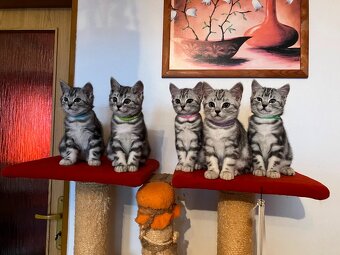 Koťátka britská Whiskas černostříbřitý mramor - 17