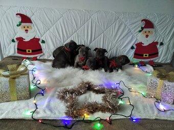 Stafordšírský bulteriér - 17