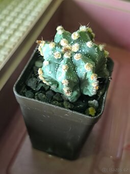 Kaktusy a sukulenty - 17