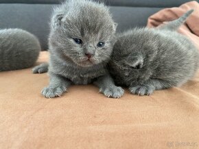 Koťata  britské  narozené. 13.03. 2024. - 17