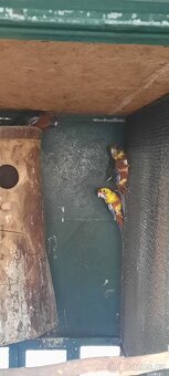 Prodám Penant červený straka, Papoušek Horský, Kakadu Růžový - 17