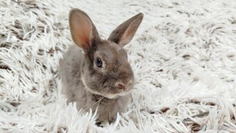 Zakrslý beránek,králíček,králík -(REX)-DIANA - 17