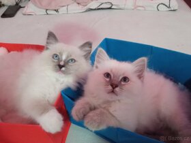 Kocourek Ragdoll ke krytí - 17